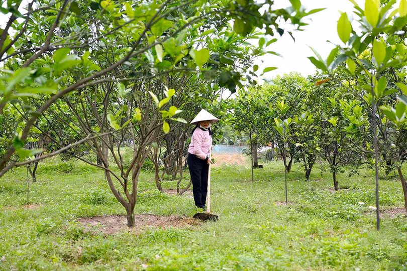 kỳ hoa 7.jpeg
