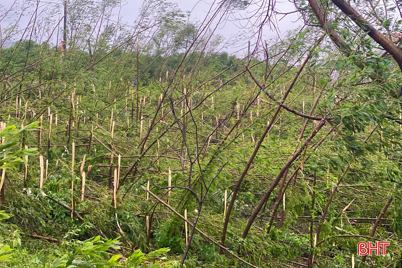 Nhiều diện tích trồng keo của bà con nhân dân các địa phương phía Nam Hà Tĩnh bị bão số 10 bẻ gãy hoàn toàn.