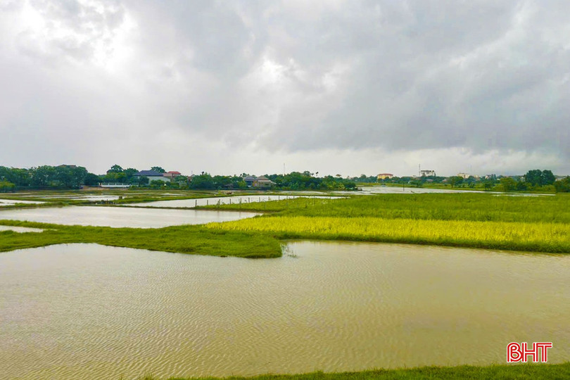 210 ha lúa hè thu của thị xã Kỳ Anh mới xuống giống bị ngập úng hoàn toàn.