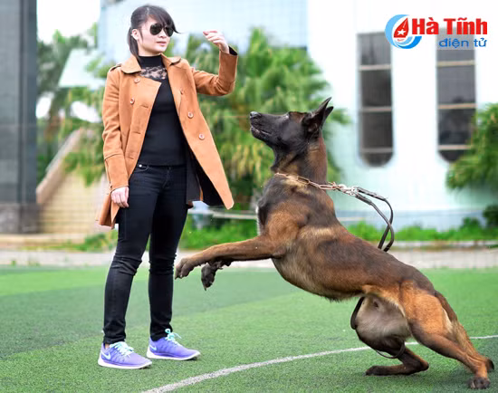 man nhan voi don danh hiem cua nhung chu cho ho ve