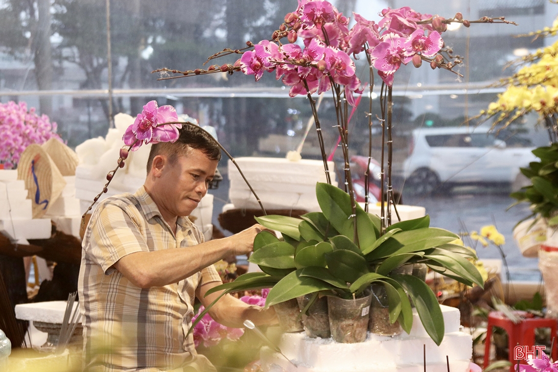 Những chậu lan hồ điệp “khủng”, giá cả trăm triệu đồng ở Hà Tĩnh