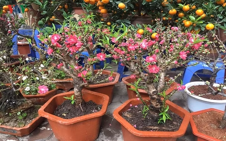 Đào chơi Tết bằng chiếc đũa bán 3 triệu, bao người tranh mua