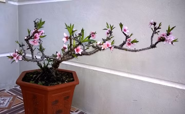Đào chơi Tết bằng chiếc đũa bán 3 triệu, bao người tranh mua