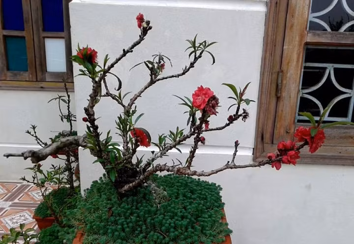 Đào chơi Tết bằng chiếc đũa bán 3 triệu, bao người tranh mua