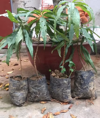 Đào chơi Tết bằng chiếc đũa bán 3 triệu, bao người tranh mua