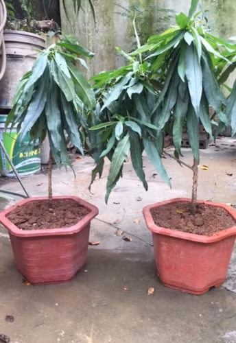 Đào chơi Tết bằng chiếc đũa bán 3 triệu, bao người tranh mua