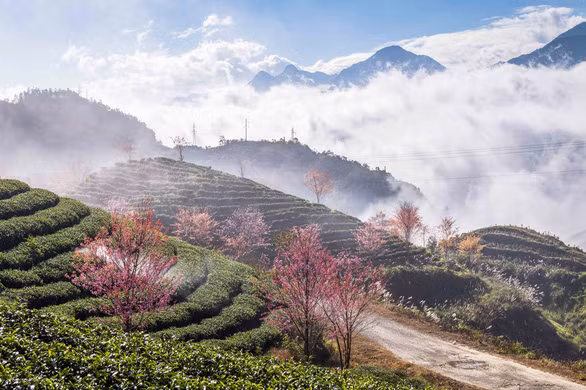 Sắc xuân đến sớm, rừng anh đào khoe sắc giữa đồi chè Sa Pa