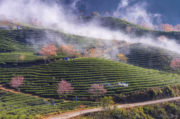 Sắc xuân đến sớm, rừng anh đào khoe sắc giữa đồi chè Sa Pa