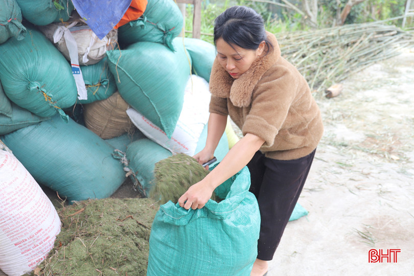 Nguyên liệu từ cây trện ngoài làm chổi, hạt trện còn được dùng để chế biến dầu trện.