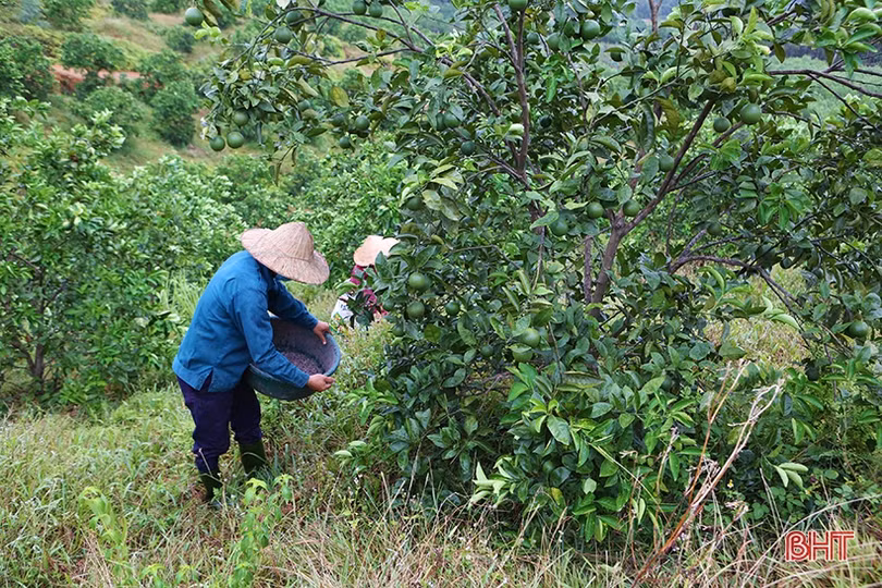 Miền Trà Sơn Can Lộc - vùng đất xanh bốn mùa hoa trái