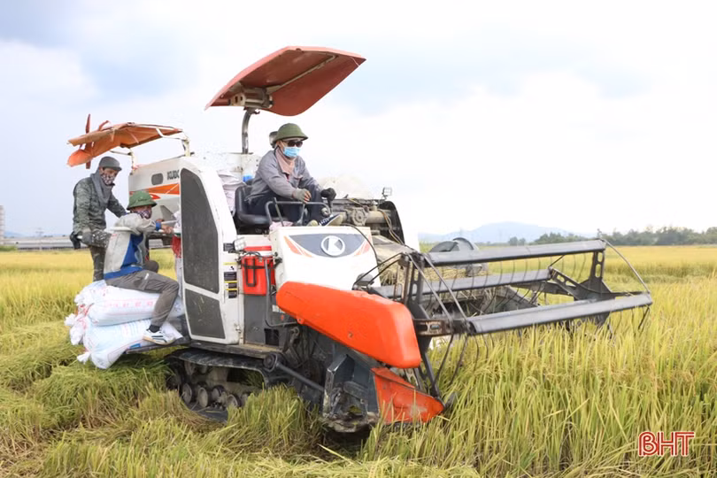 Điều tiết máy gặt hợp lý, chuẩn bị cho cao điểm thu hoạch lúa hè thu ở Hà Tĩnh