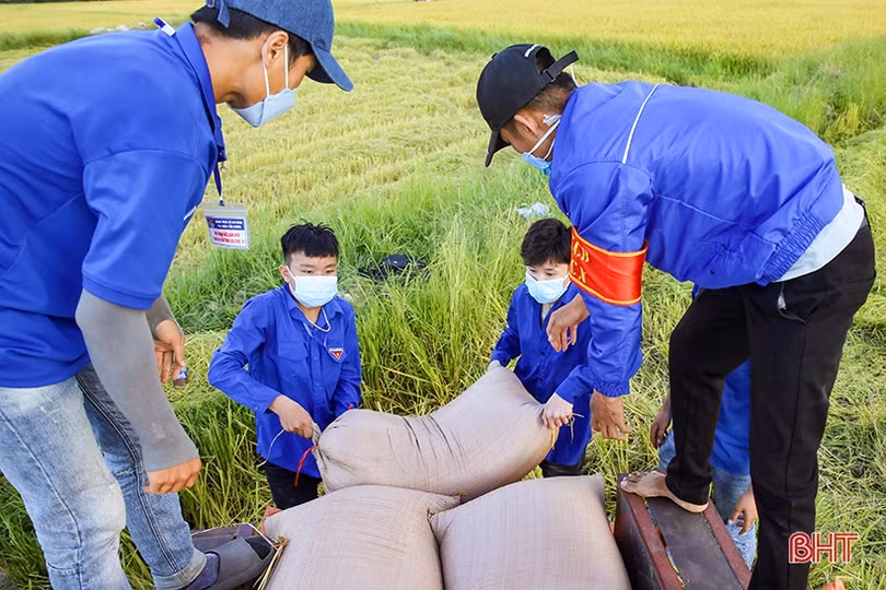 Hình ảnh đẹp về các tình nguyện viên giúp dân thu hoạch lúa ở Cẩm Xuyên