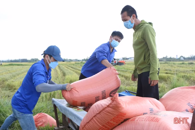 Điều tiết máy gặt hợp lý, chuẩn bị cho cao điểm thu hoạch lúa hè thu ở Hà Tĩnh