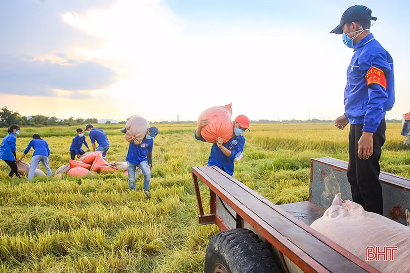 Hình ảnh đẹp về các tình nguyện viên giúp dân thu hoạch lúa ở Cẩm Xuyên