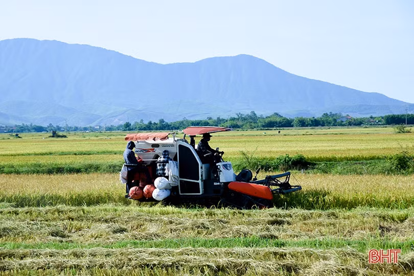 Năng suất lúa hè thu vượt trội, nông dân huyện Kỳ Anh đẩy nhanh tiến độ thu hoạch