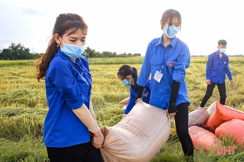 Hình ảnh đẹp về các tình nguyện viên giúp dân thu hoạch lúa ở Cẩm Xuyên