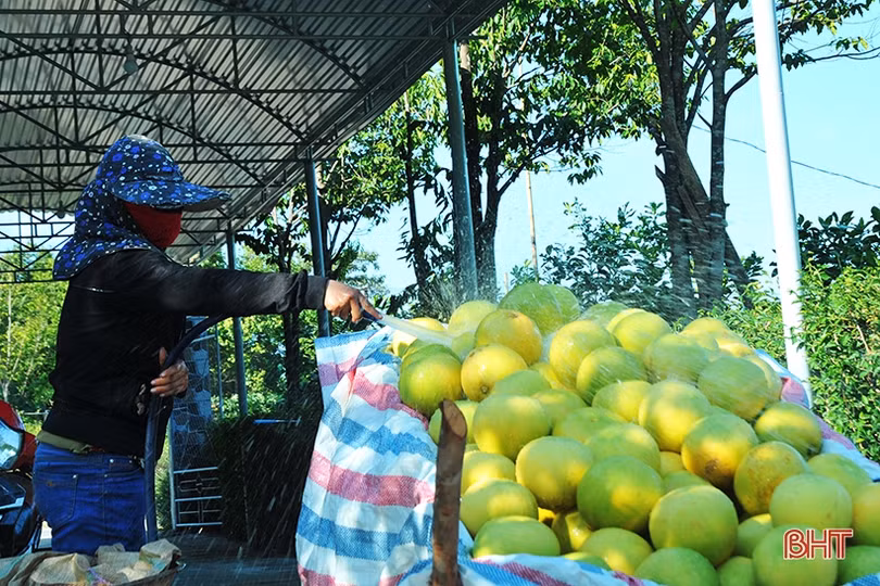 Ngắm “Đệ nhất danh quả” Hà Tĩnh mùa thu hoạch