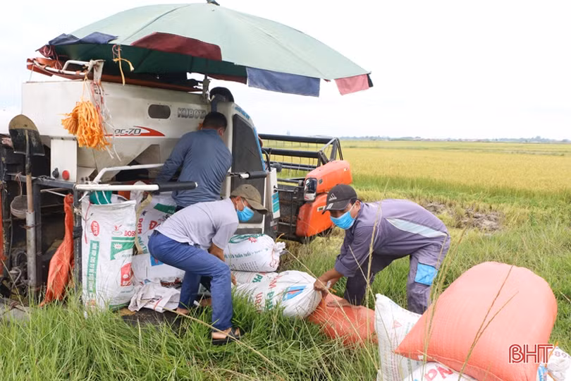 Nông dân Hà Tĩnh “chạy mưa” trên những cánh đồng lúa hè thu