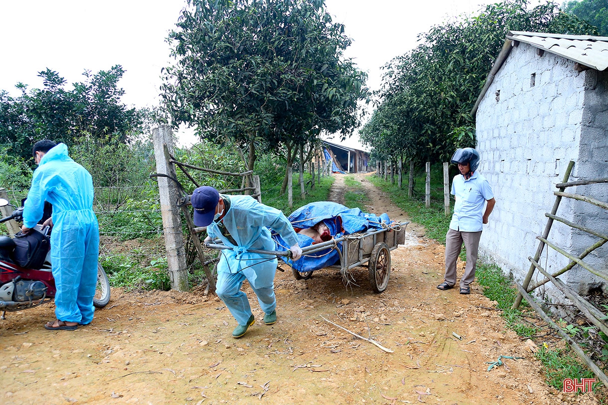 Dịch bệnh trên gia súc và “lá chắn” trong chăn nuôi (bài 2): Vì đâu dịch bệnh bùng phát và khó kiểm soát?