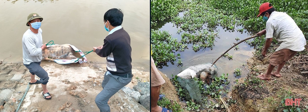 Dịch bệnh trên gia súc và “lá chắn” trong chăn nuôi (bài 2): Vì đâu dịch bệnh bùng phát và khó kiểm soát?