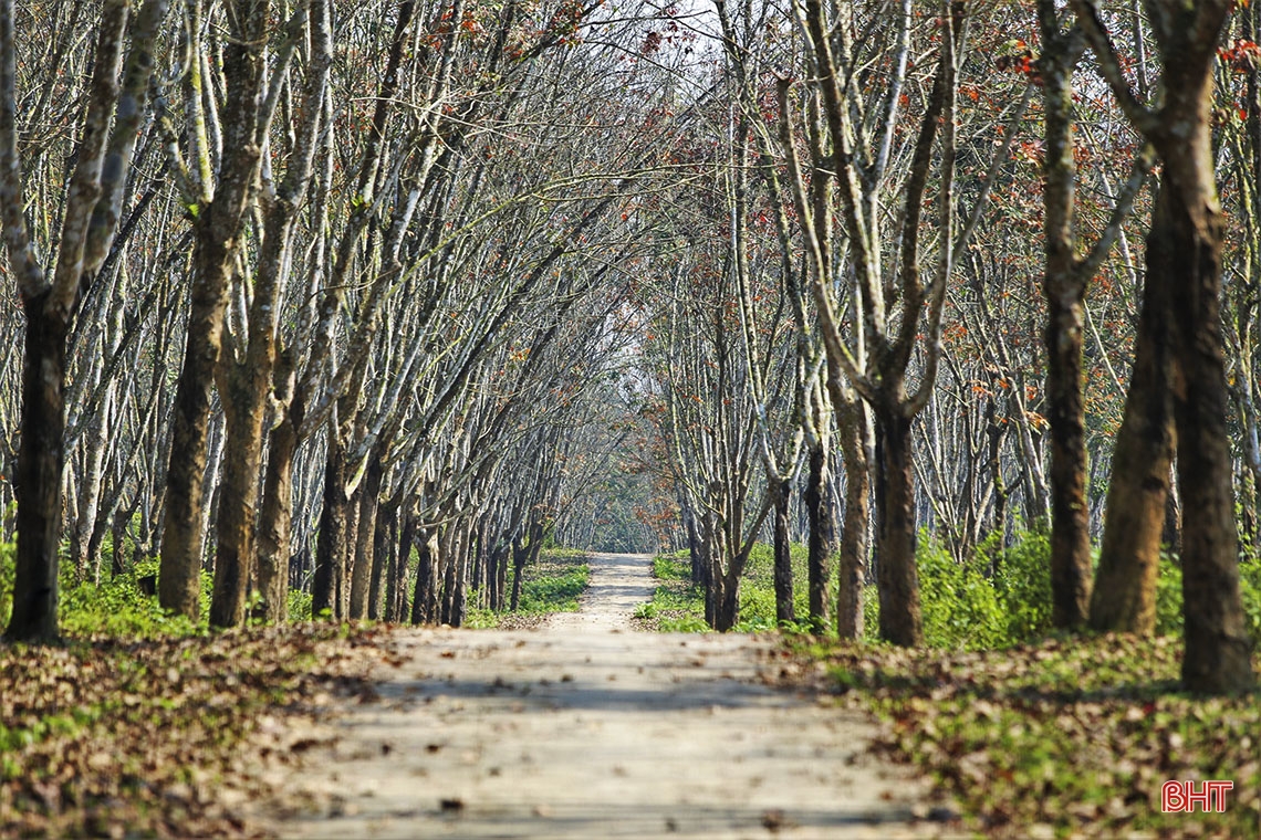 Ngắm vẻ đẹp rừng cao su vào mùa thay lá ở vùng núi Hà Tĩnh