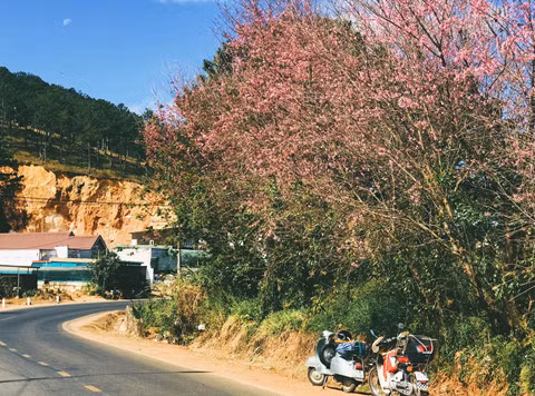 Rời nội thành, ghé ngoại ô Đà Lạt ngắm mai anh đào cuối mùa nở rực
