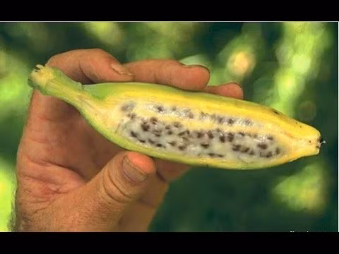 Lợi ích bất ngờ từ các loại chuối
