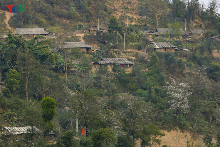 hoa ban no trang tinh khoi giua nui rung tay bac