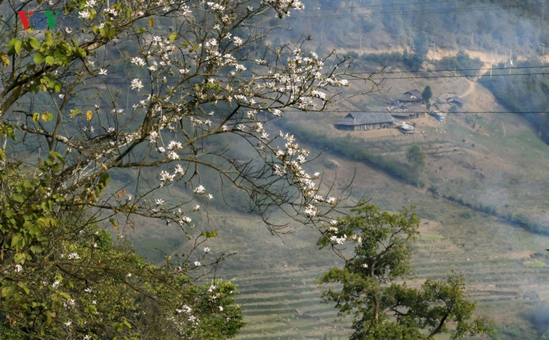 hoa ban no trang tinh khoi giua nui rung tay bac