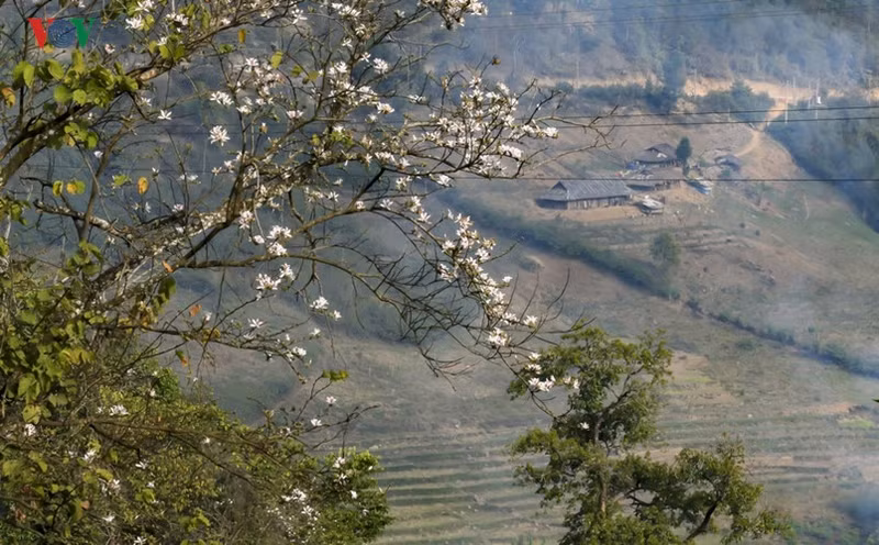 hoa ban no trang tinh khoi giua nui rung tay bac