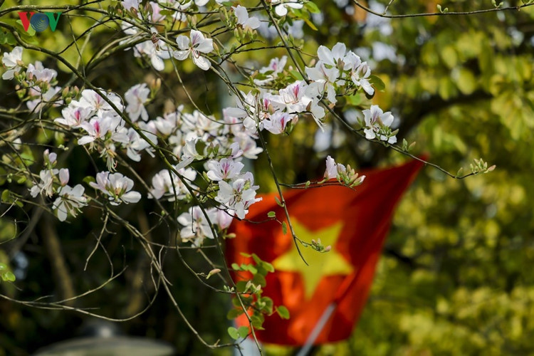 hoa ban no trang tinh khoi giua nui rung tay bac