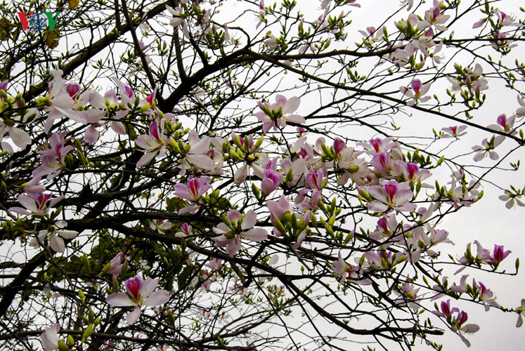 hoa ban no trang tinh khoi giua nui rung tay bac