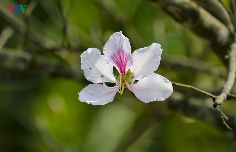 hoa ban no trang tinh khoi giua nui rung tay bac
