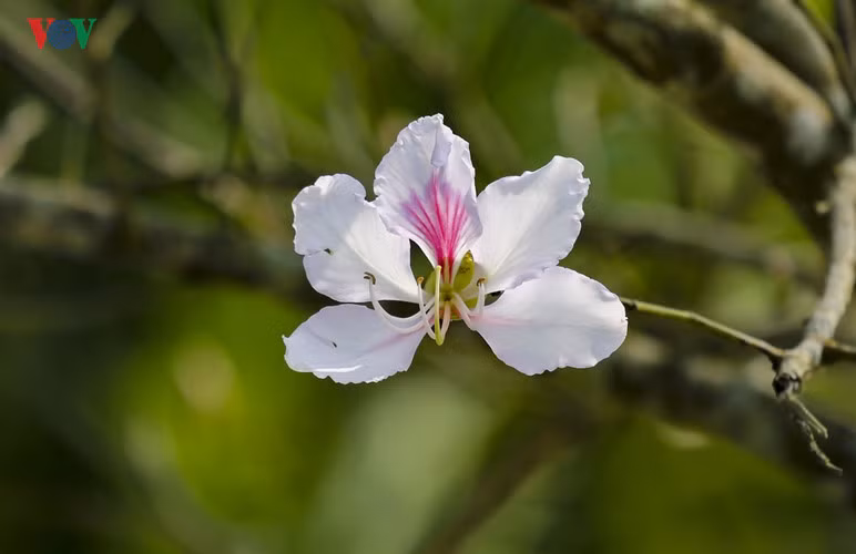 hoa ban no trang tinh khoi giua nui rung tay bac