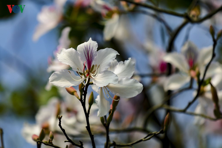 hoa ban no trang tinh khoi giua nui rung tay bac