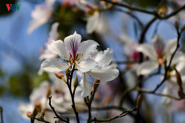 hoa ban no trang tinh khoi giua nui rung tay bac