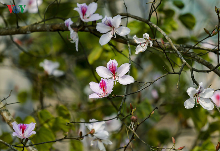 hoa ban no trang tinh khoi giua nui rung tay bac