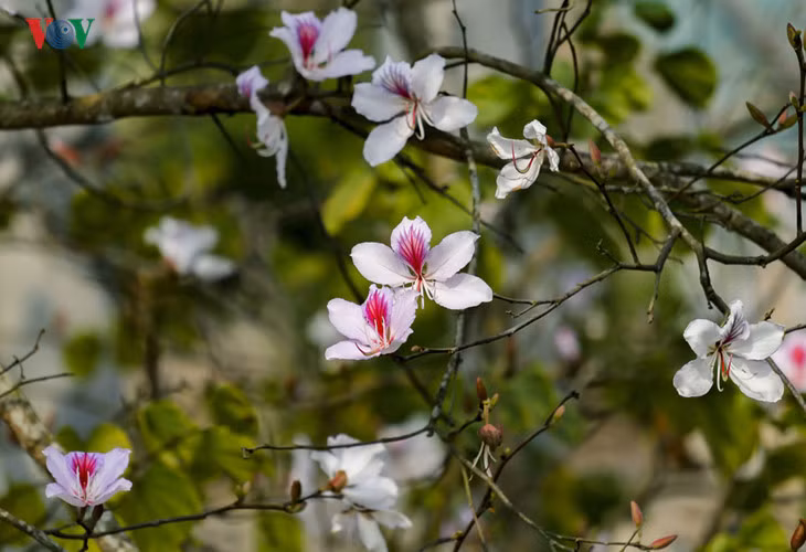 hoa ban no trang tinh khoi giua nui rung tay bac