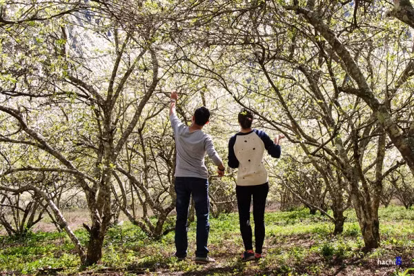 le valentine mien bac hung nang mien nam mua dem