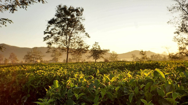 doi mat pleiku dep quyen ru trong dip dau xuan