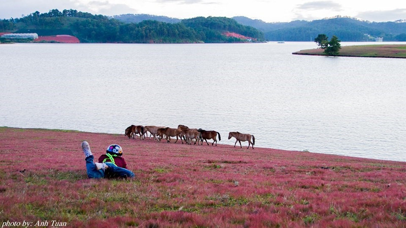 Những góc "sống ảo" tuyệt đẹp ở Đà Lạt ảnh 11 nhung goc song ao tuyet dep o da lat