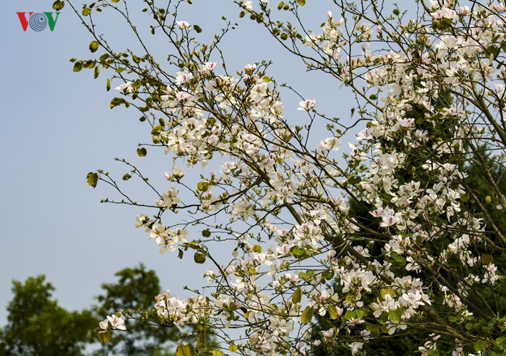 hoa ban no trang tinh khoi giua nui rung tay bac