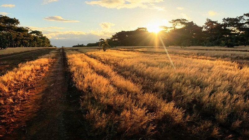 doi mat pleiku dep quyen ru trong dip dau xuan