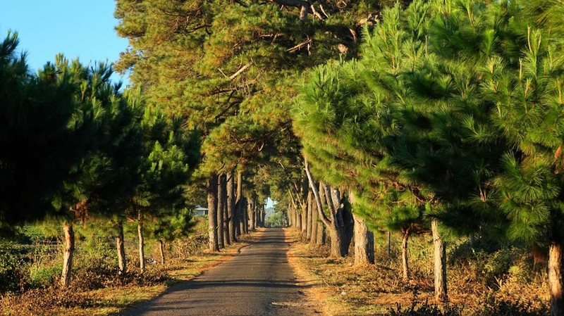 doi mat pleiku dep quyen ru trong dip dau xuan