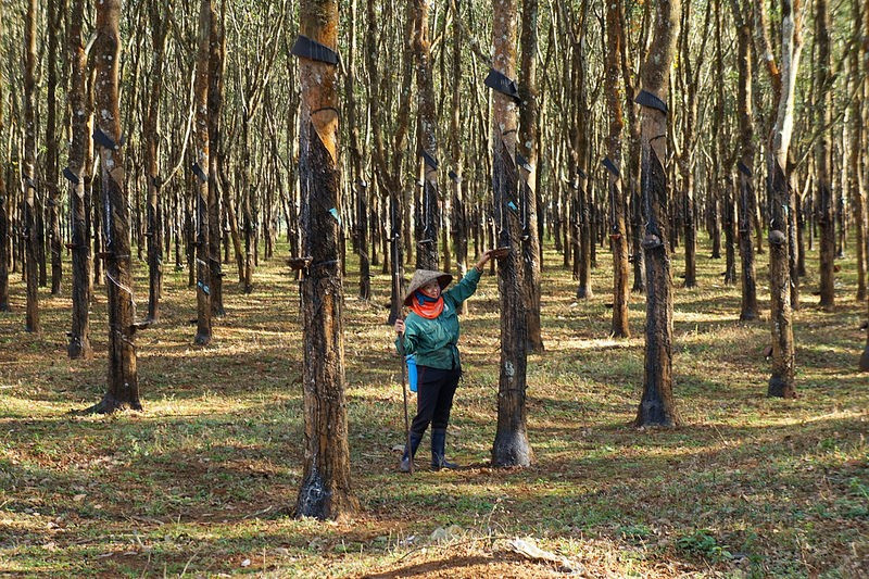 doi mat pleiku dep quyen ru trong dip dau xuan