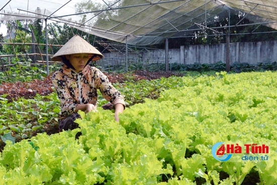 Vườn mẫu của gia đình ông Nguyễn Đình Châu ở thôn Liên Nhật, xã Thạch Hạ.