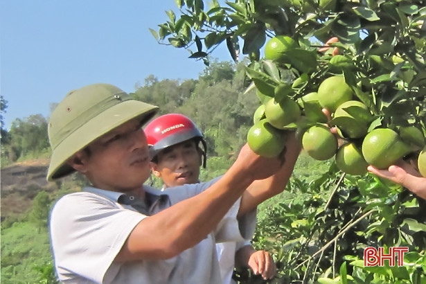 Vũ Quang: 1.900 hộ nông dân thu nhập trên 100 triệu đồng mỗi năm