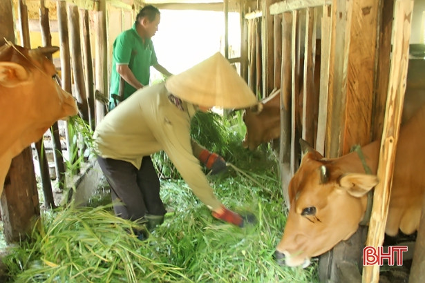 Vũ Quang: 1.900 hộ nông dân thu nhập trên 100 triệu đồng mỗi năm