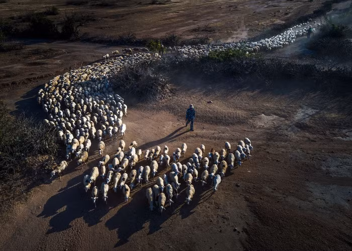 Đàn cừu trở về ở Ninh Thuận nổi bật trên National Geographic