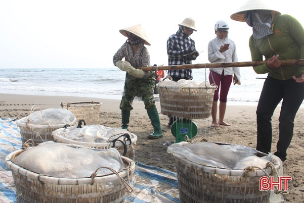 Hà Tĩnh: Sản lượng khai thác hải sản 5 tháng đạt hơn 12.000 tấn